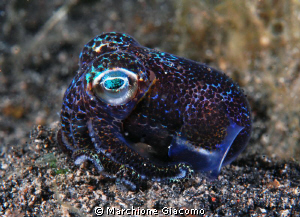 Bobtail squid
Nikon D200, 60 micro , two strbo
Lembeh s... by Marchione Giacomo 